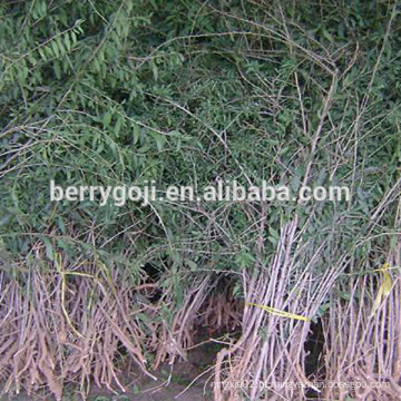 Live Goji Berry Plant / árvore orgânica / alta taxa de sobrevivência